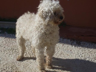 Caniche - Rulleta caniche joven en perrera en Valencia-Adoptada Rullet12