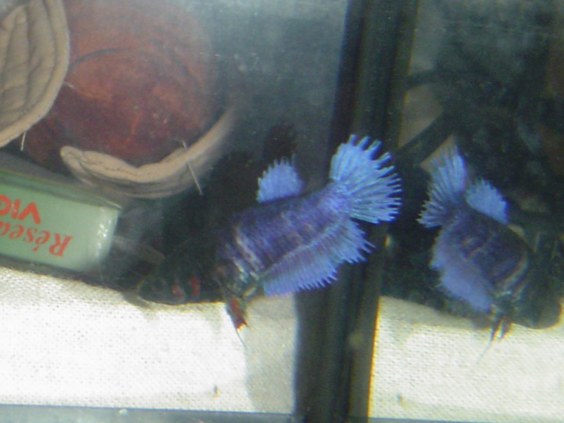 couple crowntail Dsc00334