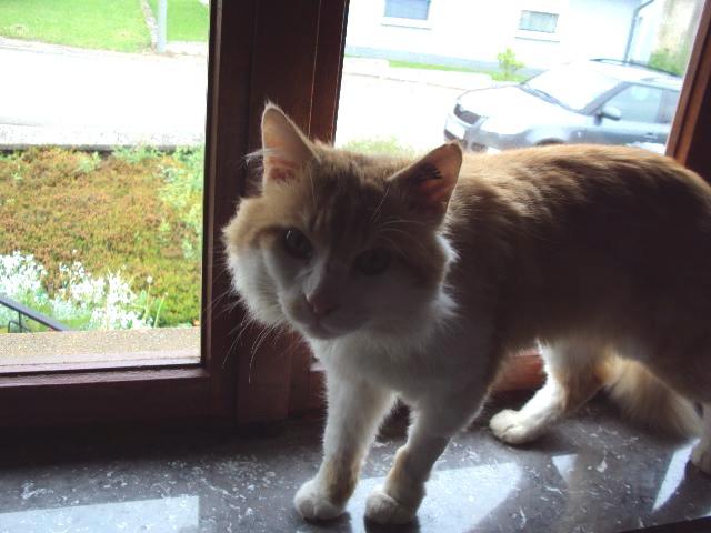 Lo, chat roux et blanc  poils longs, 5 ans, FA/adoptant, et parrain/marraine ! (Lorraine) Getatt10