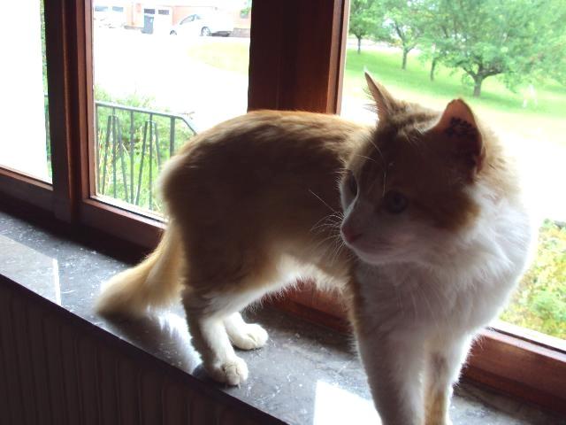 Lo, chat roux et blanc  poils longs, 5 ans, FA/adoptant, et parrain/marraine ! (Lorraine) Roux_e10