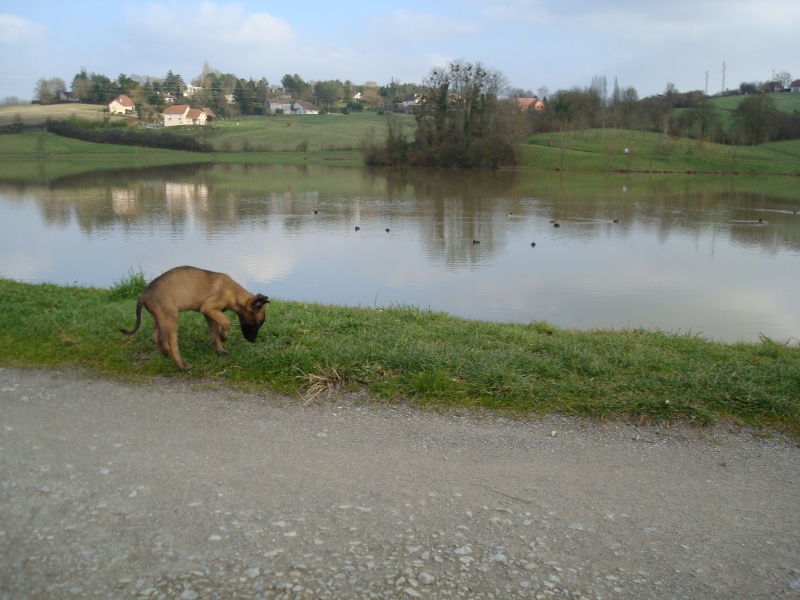 ELLEYAH DE KARYSHA (Fem. Malinois) Dsc03610