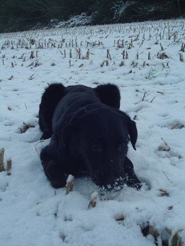 Concours photos décembre : Vos chiens et la Neige Neige_34