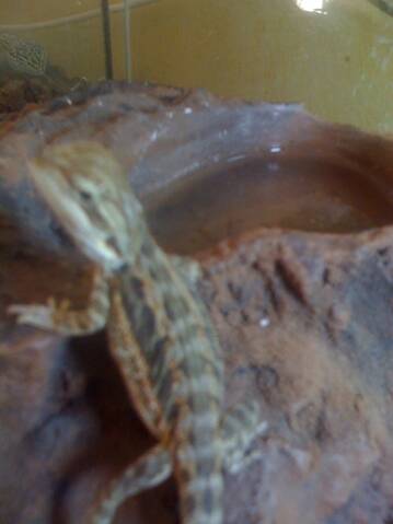 Le Bebe Pogona