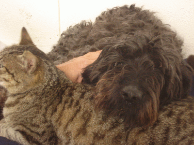 les ANIMAUX Dsc07815