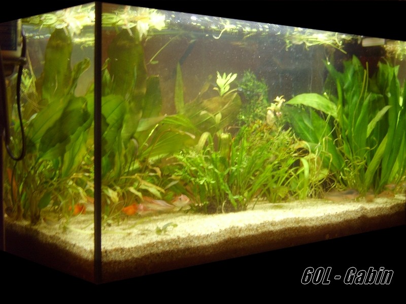 Gabin et ses aquariums Aquas_11