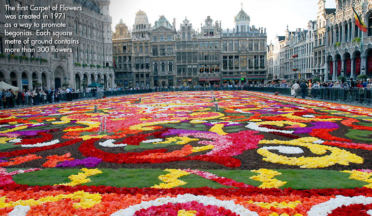 اكبر سجادة طبيعية من الورود في العالم 333m10