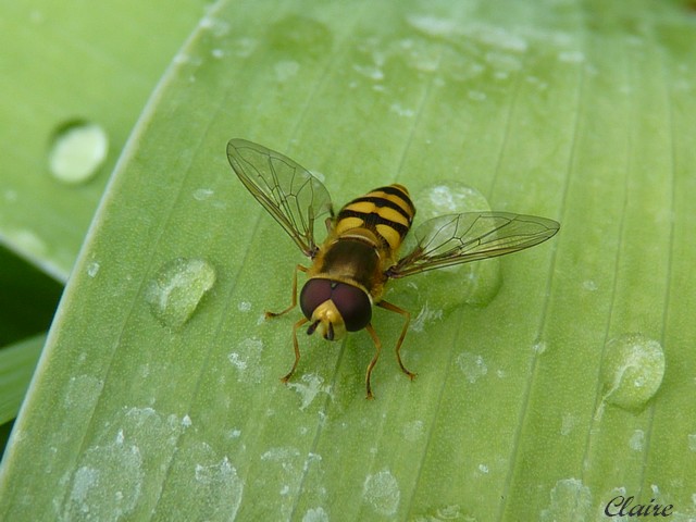 Sur la fleur du millepertuis 2. Syrphe10