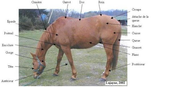 Fiche de révision Galop 1 Che_bm10