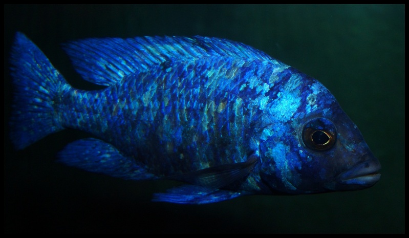 Placidochromis sp. "phénochilus tanzania" Concou12