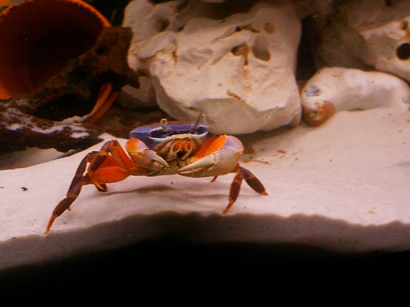 CRABE AVEC  MALAWI Imag0022