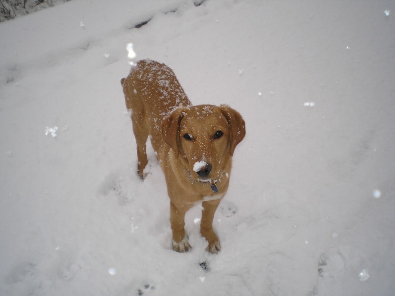 Concours photos décembre : Vos chiens et la Neige 003310
