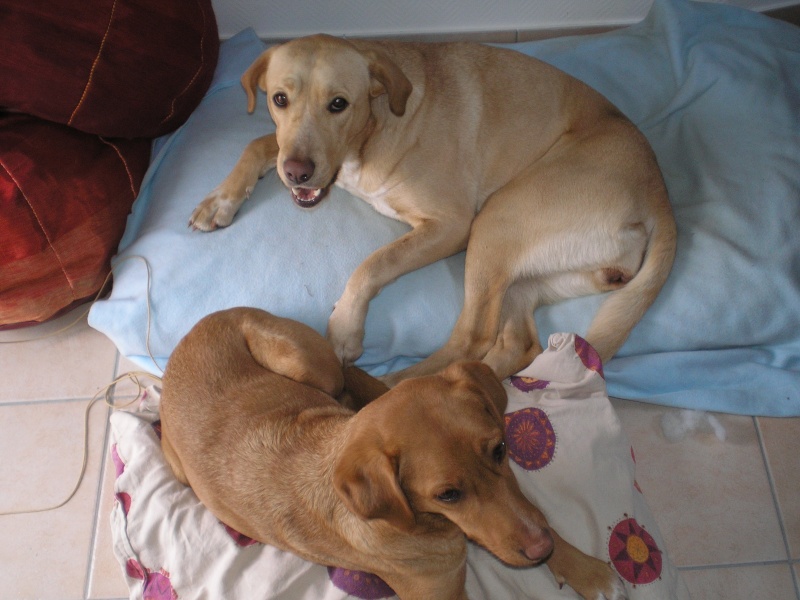 Lola croisée labrador femelle sable de 15 mois. Adoptée (88) - Page 2 P1010011