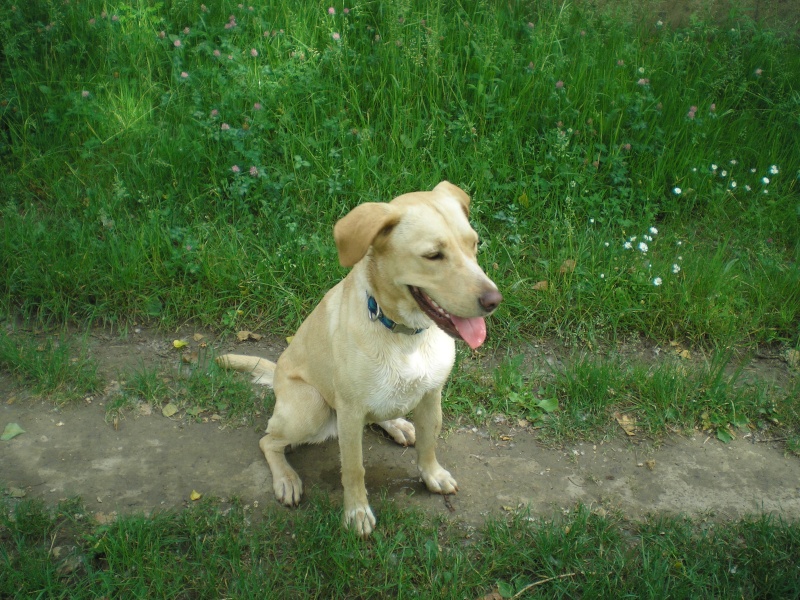 Lola croisée labrador femelle sable de 15 mois. Adoptée (88) - Page 2 P1010115