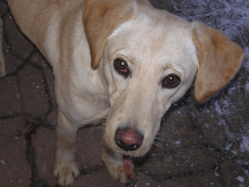 Tina femelle sable croisée labrador 9 mois en FA Adoptée :) P1012919