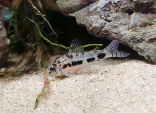 Corydoras queue grignotée et couleurs pâles 1_jfif10