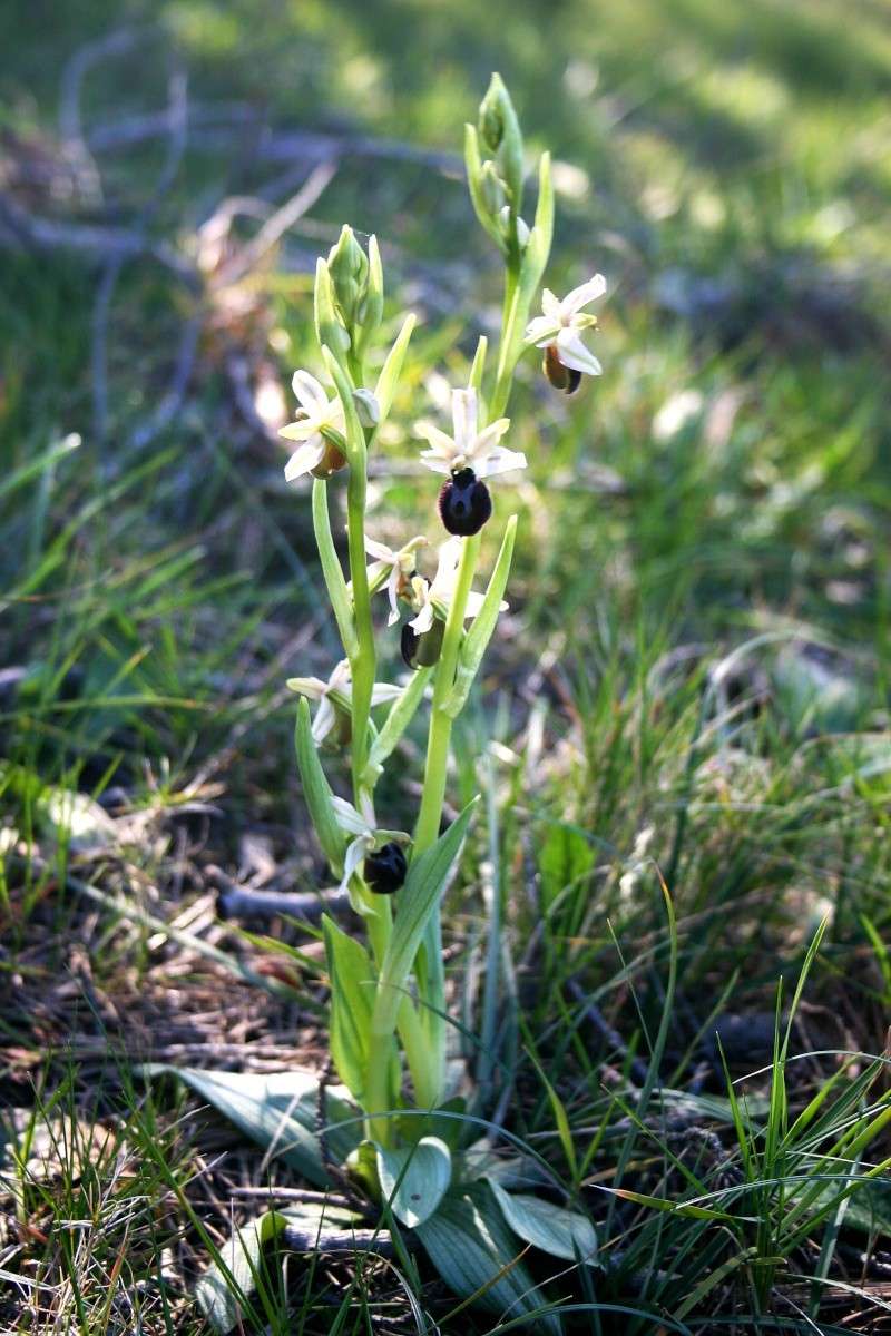 Quelques Ophrys arachnitiformis Ophrys15