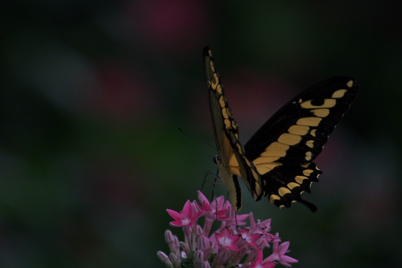 Papilio Thoas Img_0221