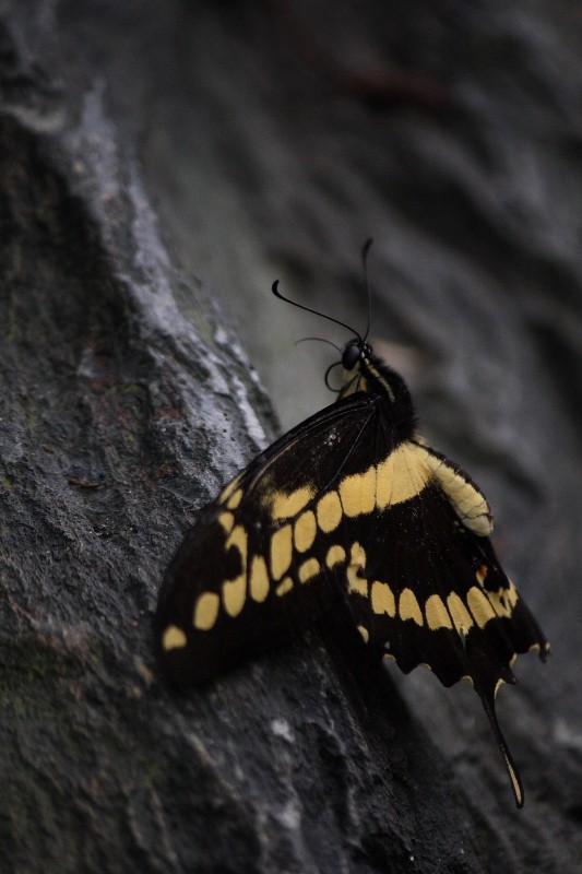 Papilio Thoas Img_0311