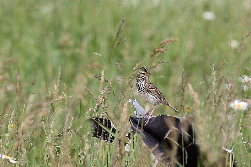 Bruant Chanteur Img_6430