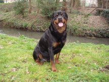 TICSON type Rott- male - 8ans - Déville -les- Rouen 76 84f8311