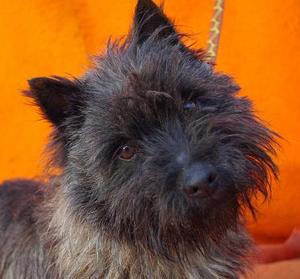 GASTON - type cairn - mâle - 4 ans - SPA Hermeray ( Yvelines) Anm_ph14