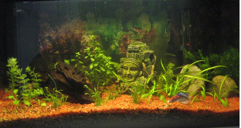 Mon 54l pour un Betta Img_2010