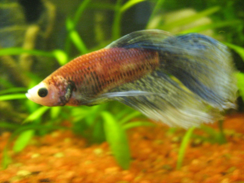 Mon 54l pour un Betta Img_2011