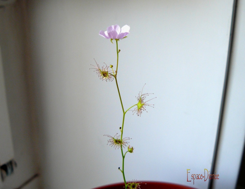 Fleur de D. Peltata. P1040310