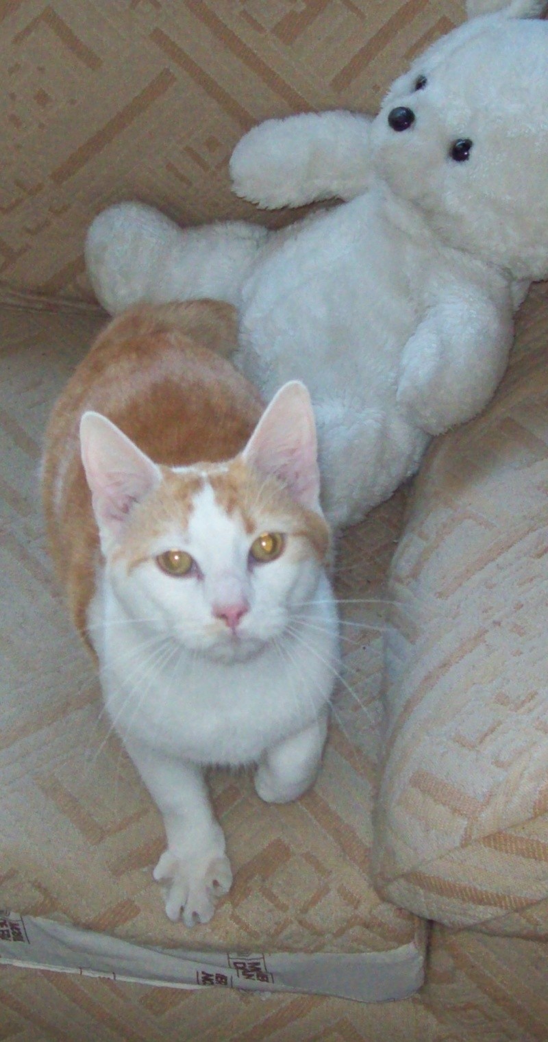 Caramail! Chat male roux et blanc! hyper proche de l'homme 100_0513