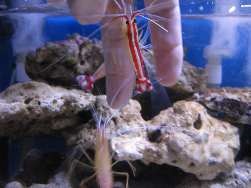 Mes bacs pour crevettes de mer Img_3910