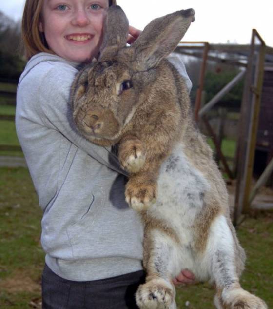 Découvrez Ralph, l'un des plus gros lapins du monde Ralph-10