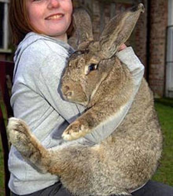 Découvrez Ralph, l'un des plus gros lapins du monde Ralph-11