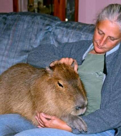 Découvrez le capybara, le plus gros rongeur du monde