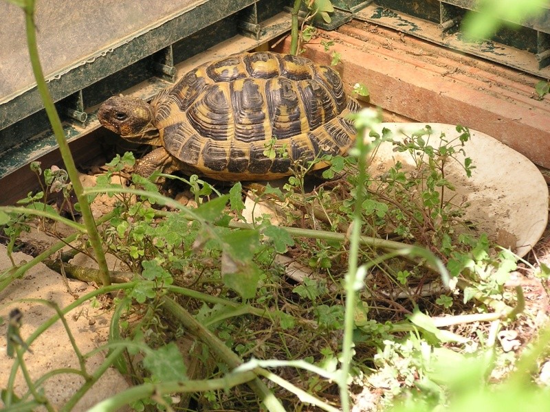 Le parc de Verdi V12_0614