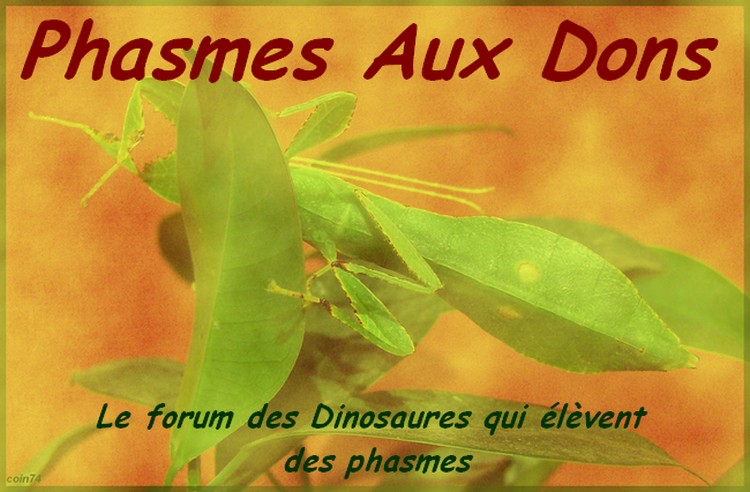 phasmes-aux-dons.forums-actifs.com