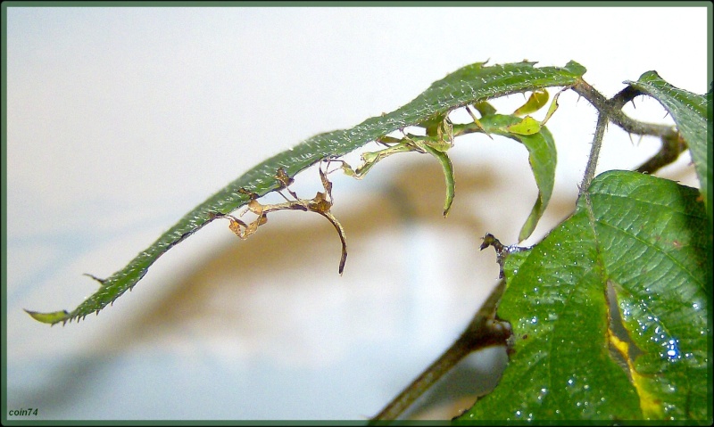 Pulchriphyllium bioculatum (P.S.G n°60) Phylli53