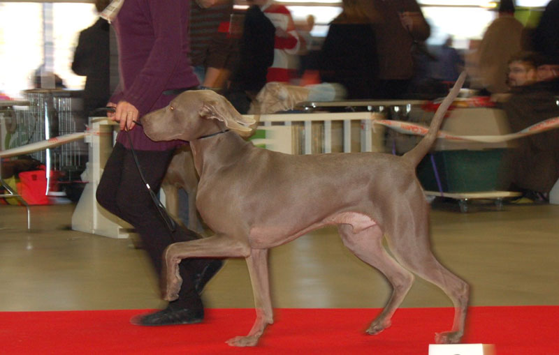 Paris dog show 2009. - Page 4 Djust_13