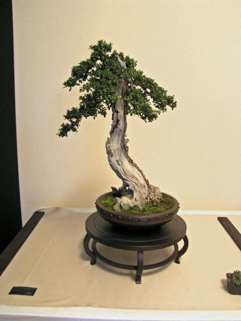 IV CONCURSO NACIONAL MUSEO BONSAI ALCOBENDAS - Página 3 Sh100944