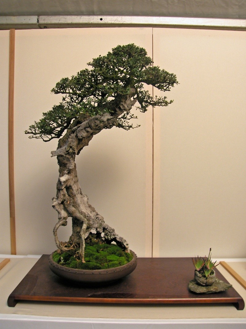 IV CONCURSO NACIONAL MUSEO BONSAI ALCOBENDAS - Página 3 Sh100948