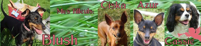 NINA pinscher nain 12 ans souffre d'eventration ADOPTEE - Page 4 Sans_t10
