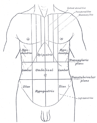 your abdomen..know it Image110