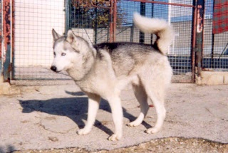 CROC BLANC - male husky - DIJON (21) 155sw810