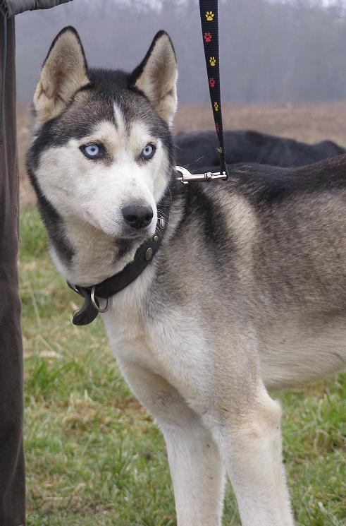 ARGAND - husky mâle 3 ans /Asso TAIGA - Page 5 Argan110