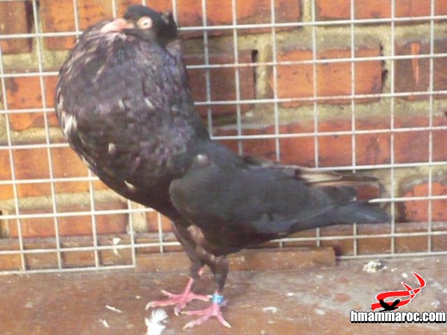 ๑۩۞۩๑ موسوعة الحمام النفاخ ((starwitzer pouter)) 12753111