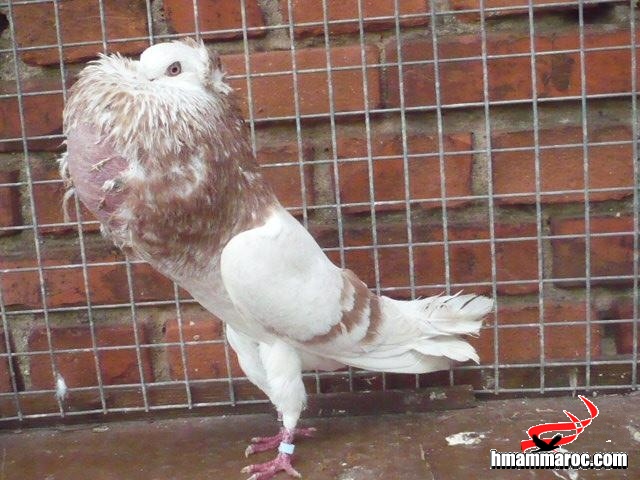๑۩۞۩๑ موسوعة الحمام النفاخ ((starwitzer pouter)) 12753114