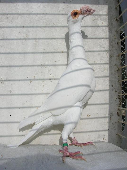 المواصفات القياسيه ((حمام الكارير Carrier Pigeons)) 2401_258