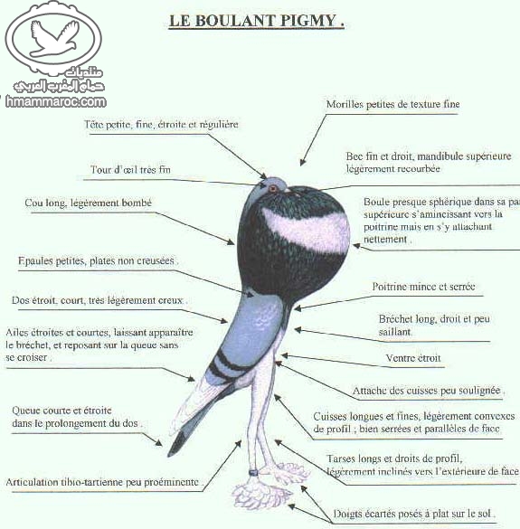  المواصفات القياسية لسلالة Le BOULANT PIGMY الملقب بالقزم 5581_043