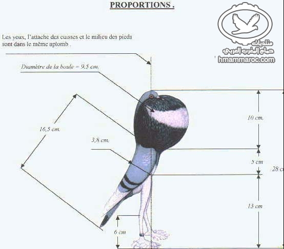  المواصفات القياسية لسلالة Le BOULANT PIGMY الملقب بالقزم 5581_131