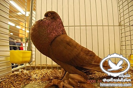 ๑۩۞۩๑ موسوعة الحمام النفاخ ((boulant Hollandse)) 5581_224
