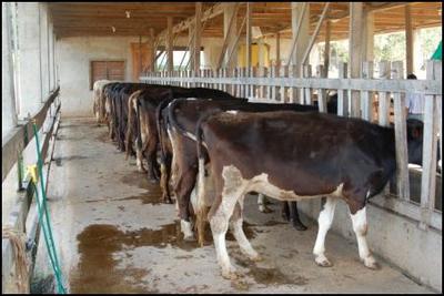 عناصر إنشاء مزرعة ماشية اللبن Aonue10
